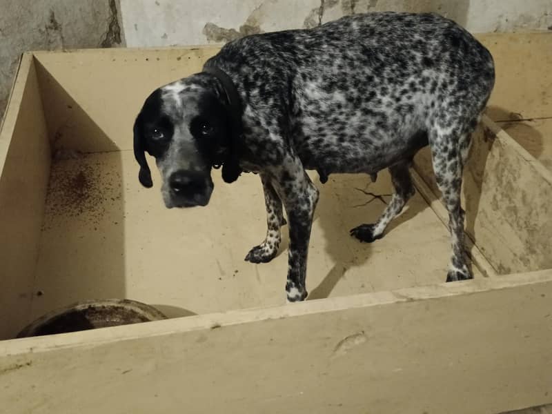 Pointer breeder Female 2