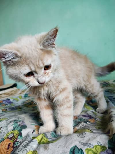 Persian cat pair