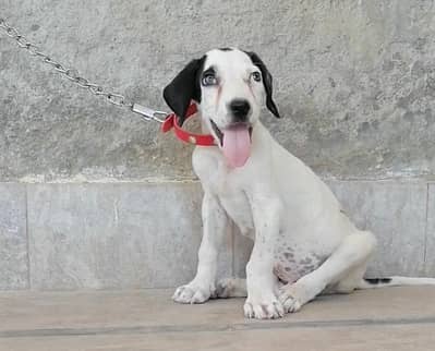 bully male pup for sale