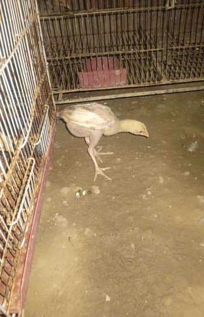 urgent for sale