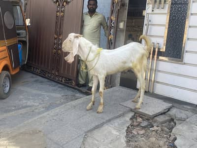 Rajan puri bakra donda