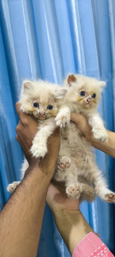 Persian Kitten