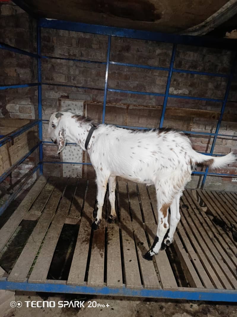 Bakra 0