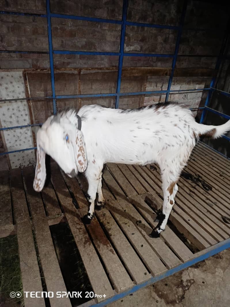 Bakra 1