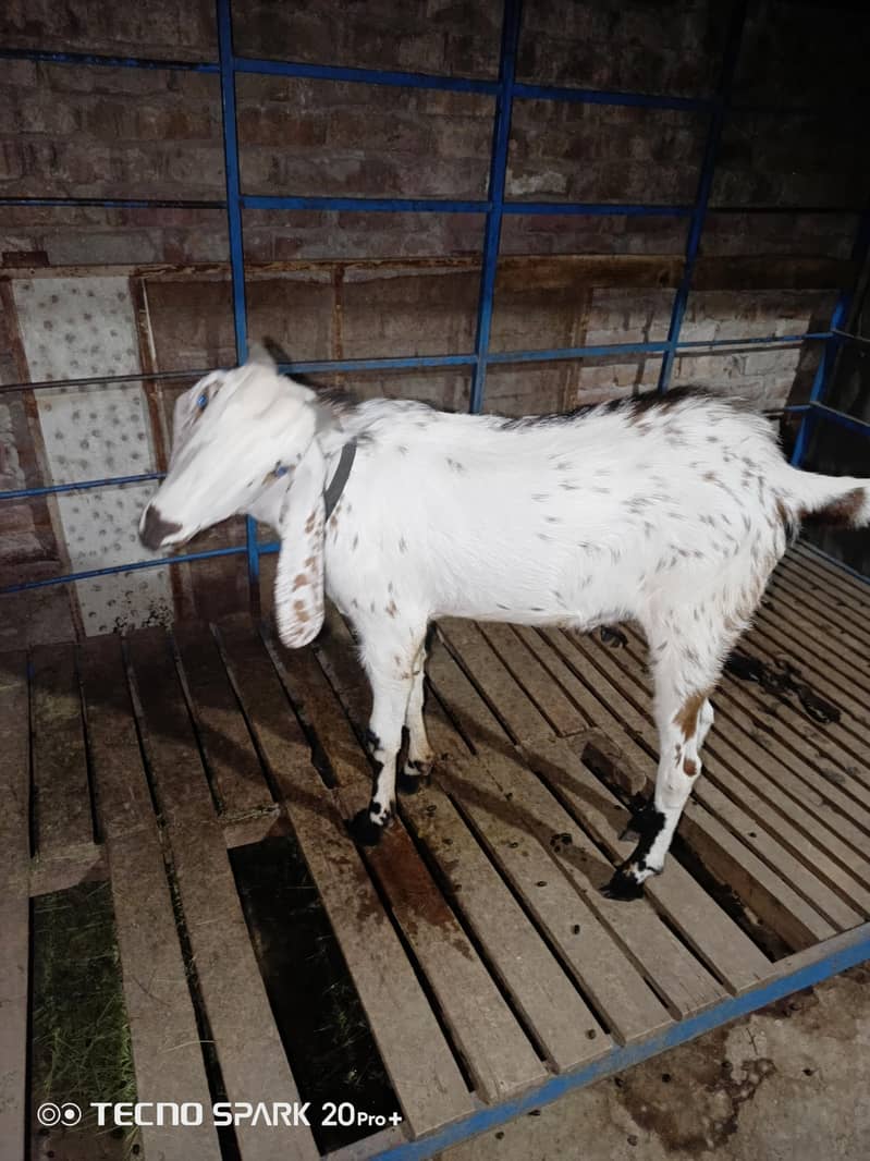 Bakra 2