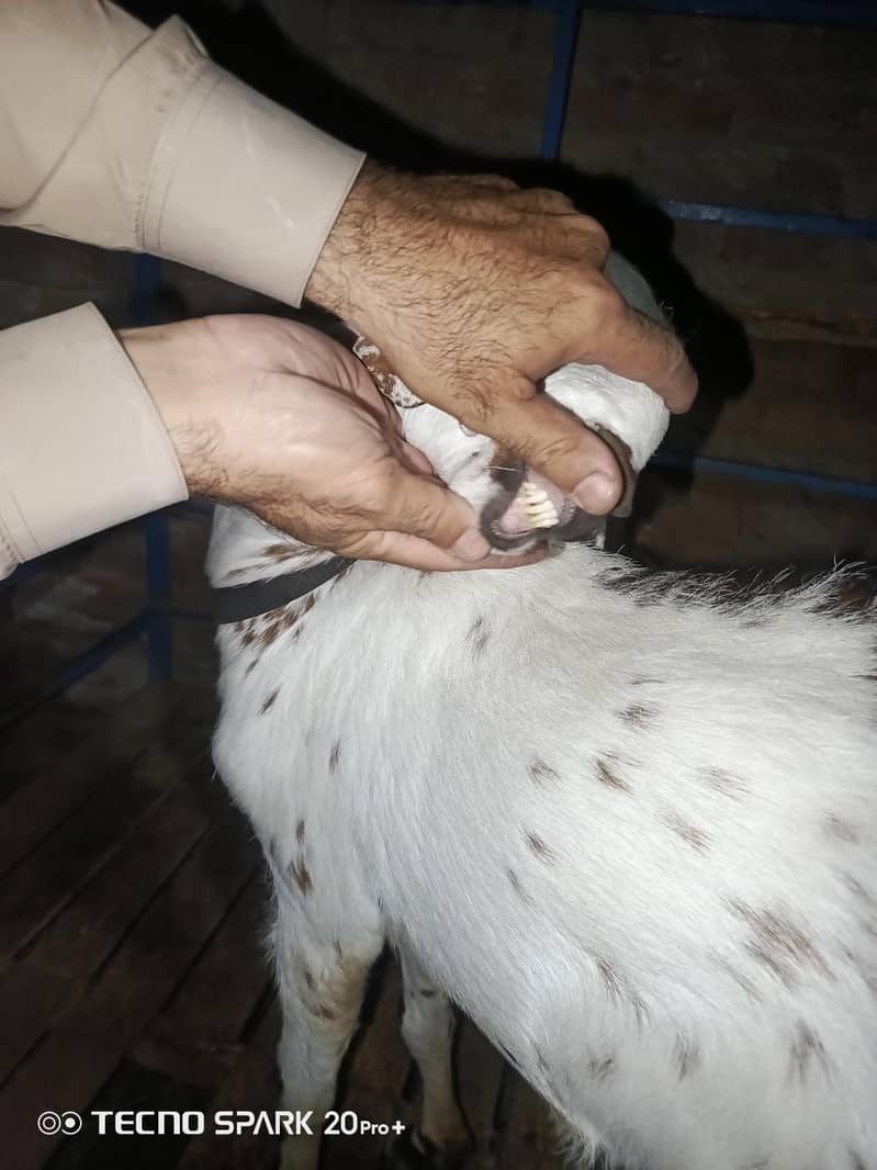 Bakra 3
