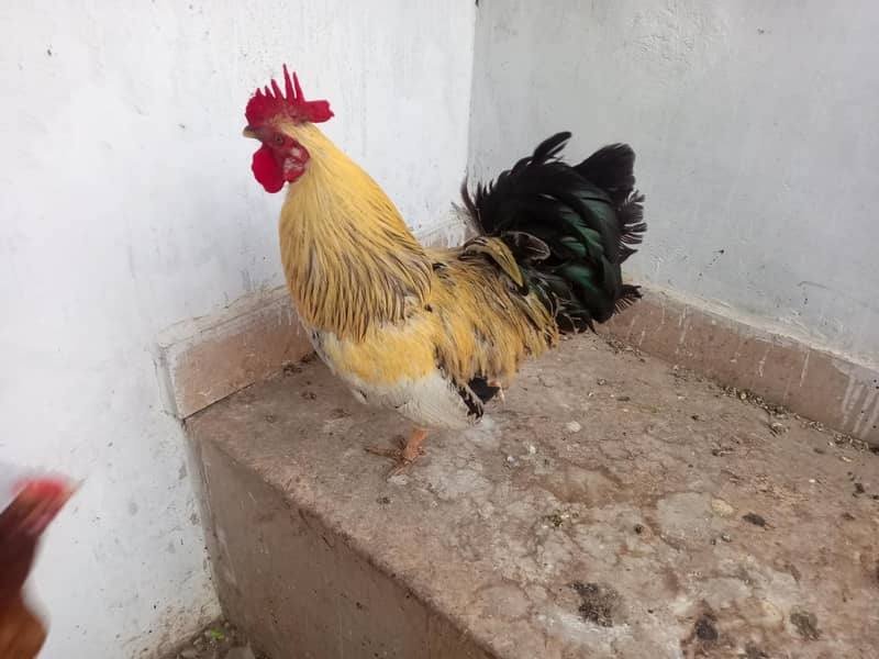murga ha 2