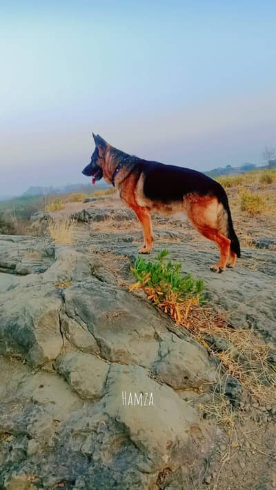 German Shepherd Male