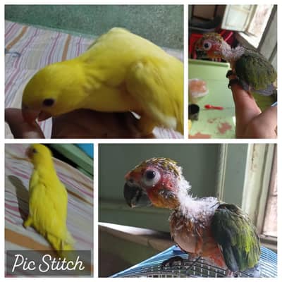 yellow ringneck & jhanda conure