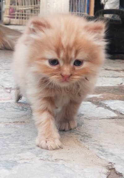 Persian kittens for sale