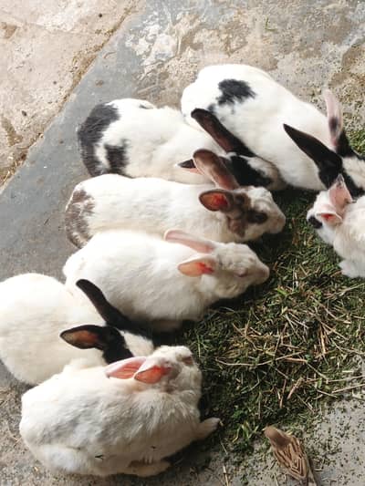  Rabbit