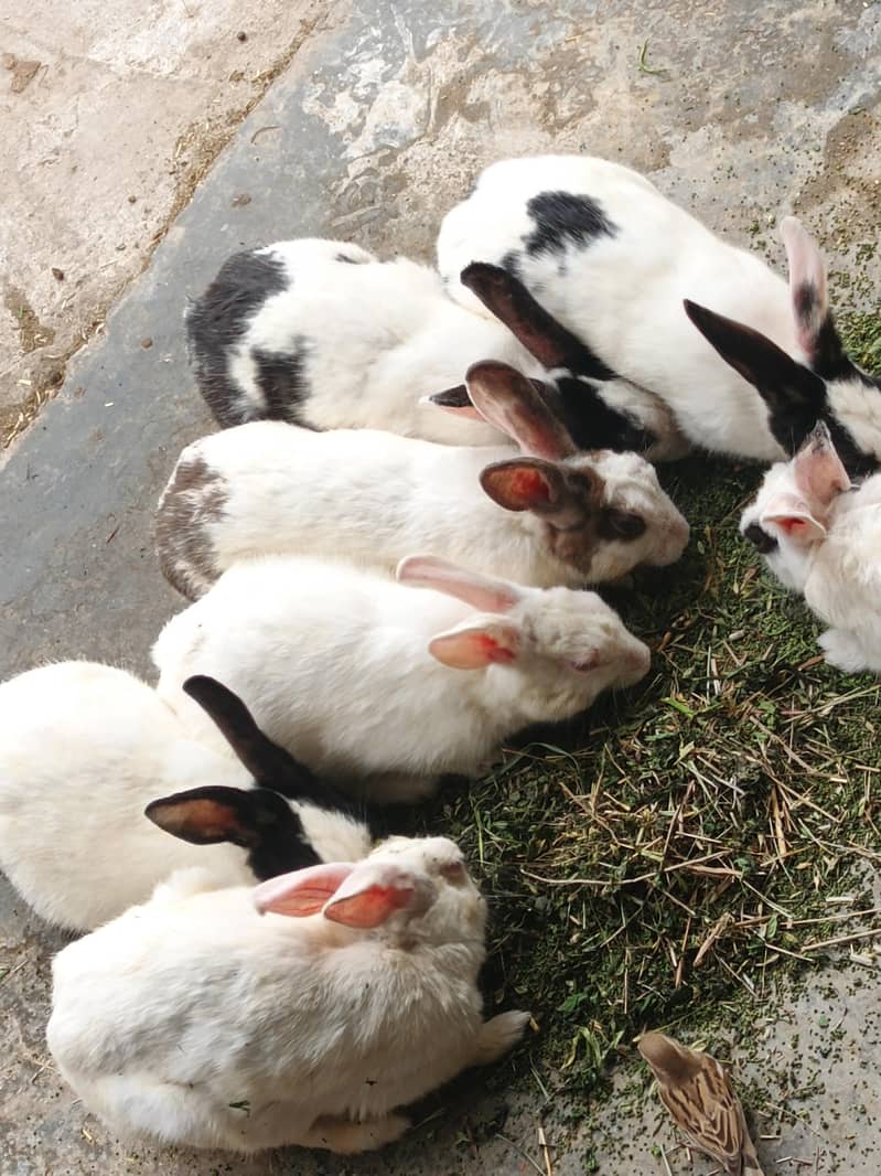  Rabbit 0
