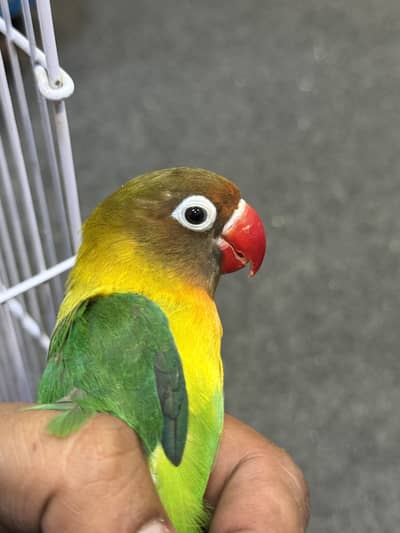 Active Lovebird Pair with Complete Setup (Cage & Breeding Box)