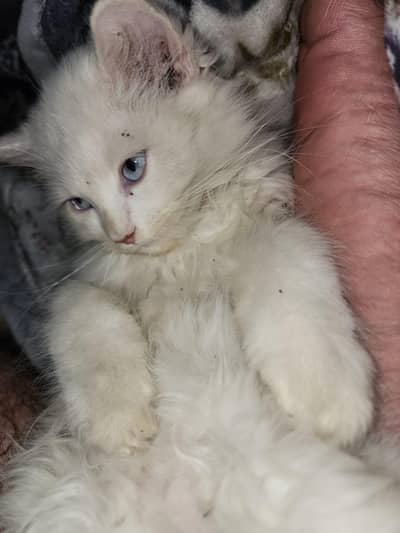 cats avaibale at low price