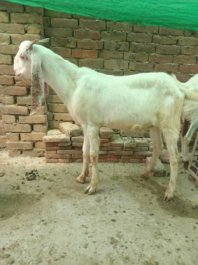 donday bakray in faisalabad