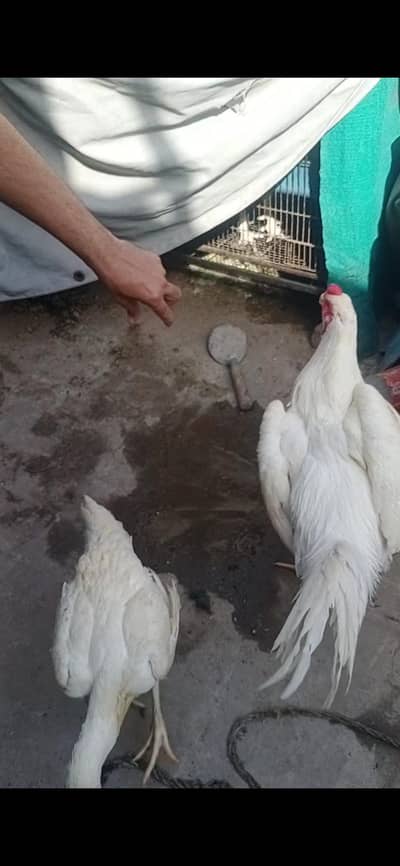 aseel oh shamo white bredar male 32k xcang parot beak chick 3017104771