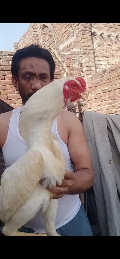 aseel oh shamo white bredar male 32k xcang parot beak chick 3017104771