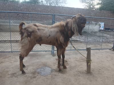 bakra for qurbani