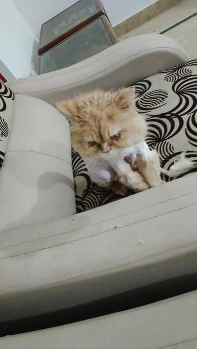 triple coat male Persian