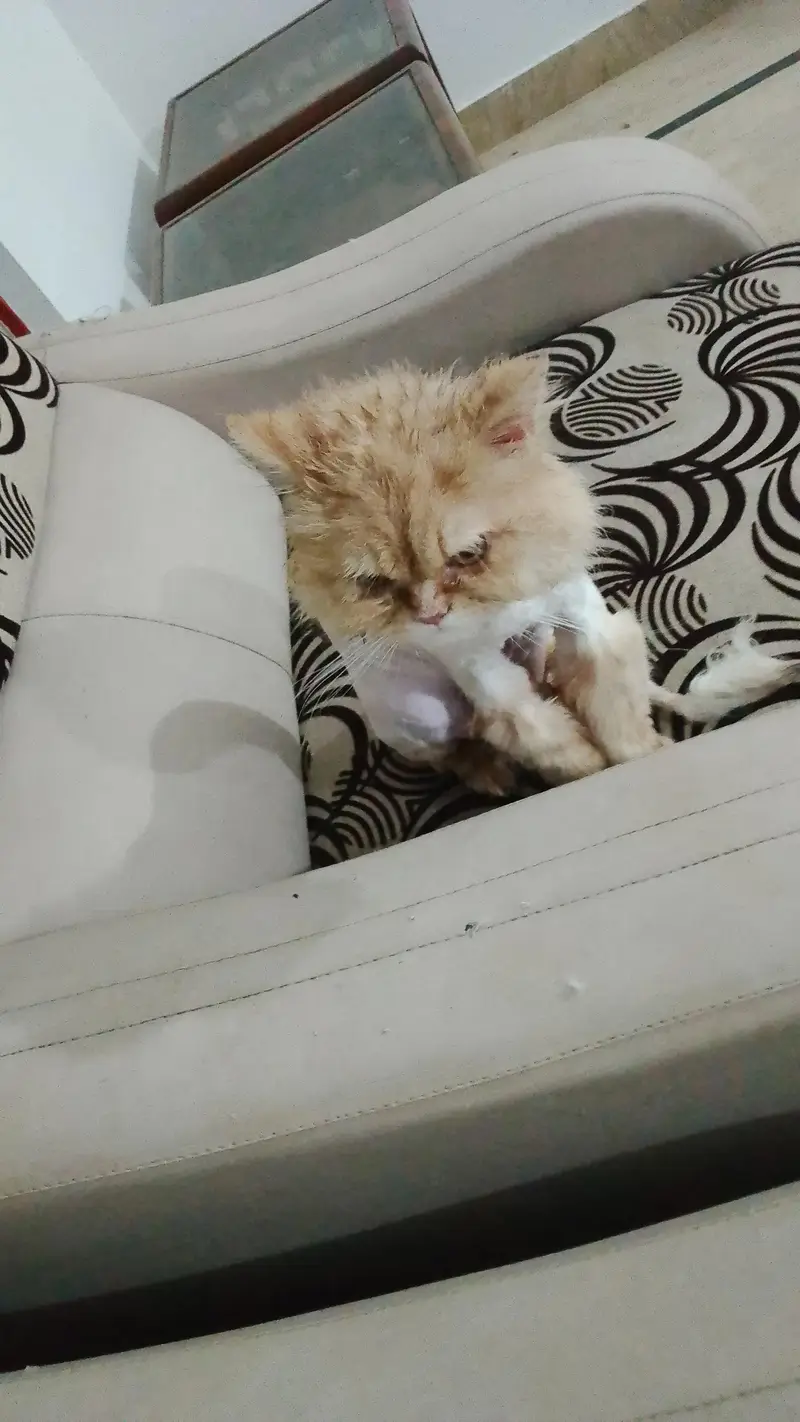 triple coat male Persian