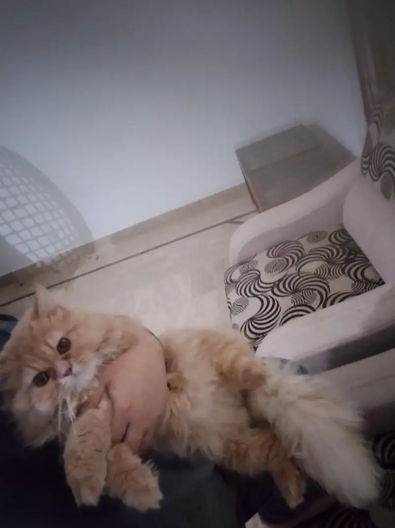 triple coat male Persian — photo 2