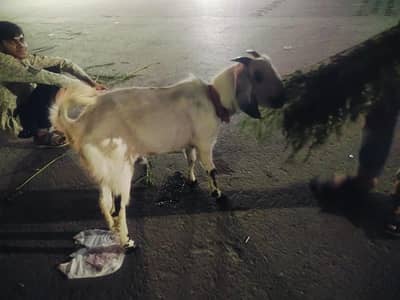 bakra