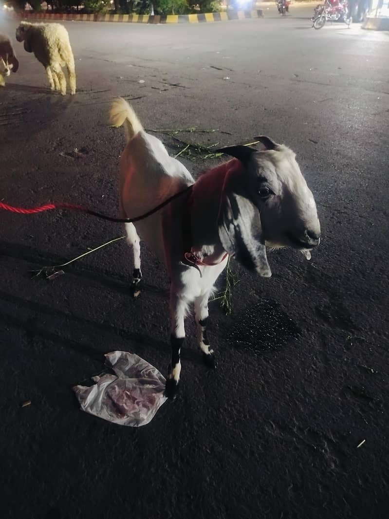 bakra 1