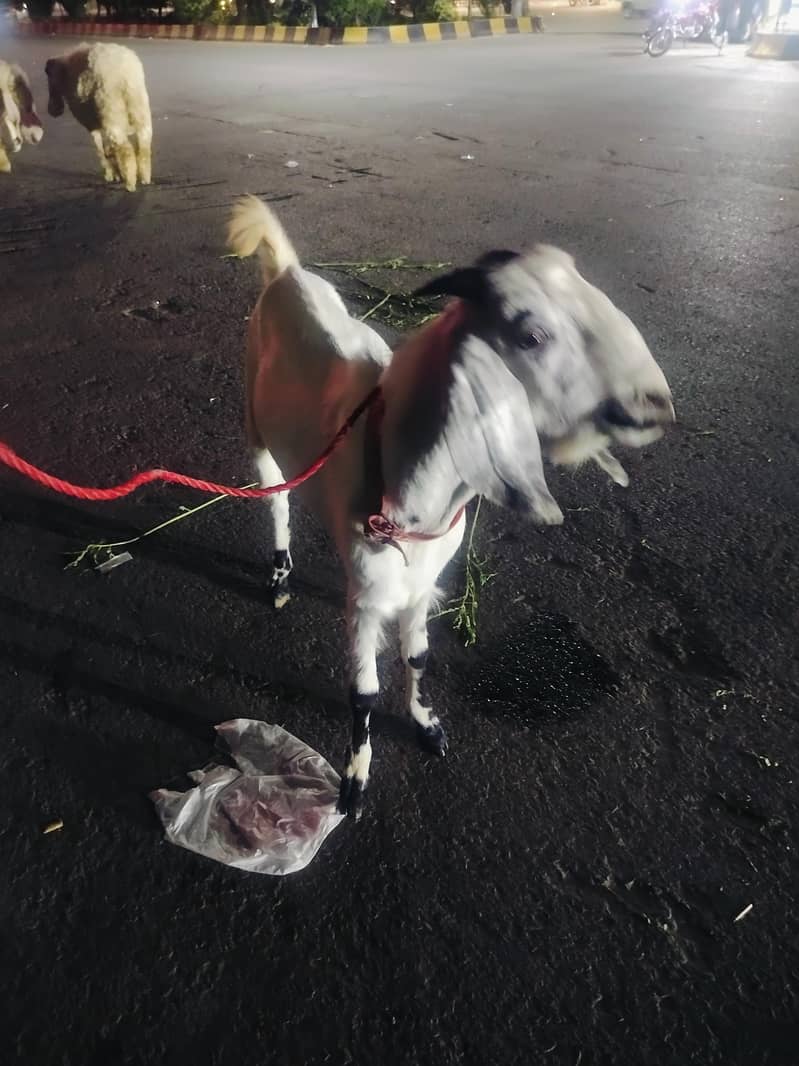 bakra 2