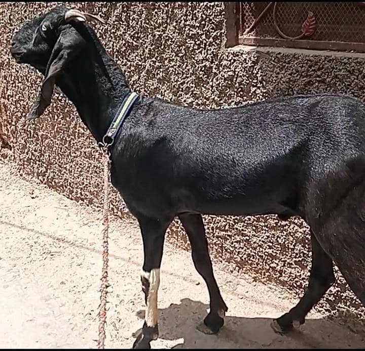 Black Khassi Bakra 3