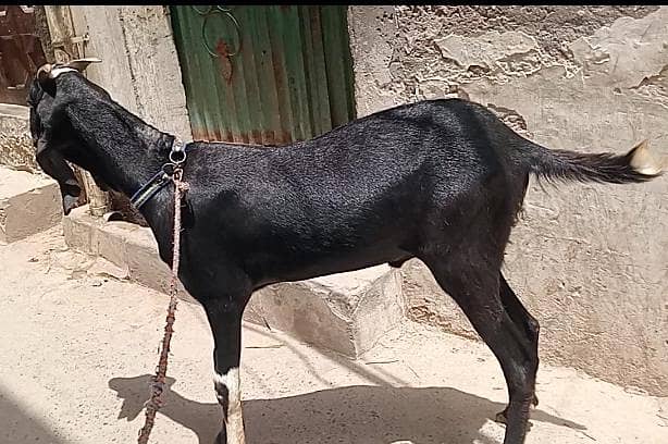 Black Khassi Bakra 4