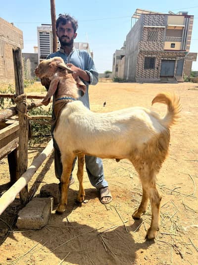 Bakra