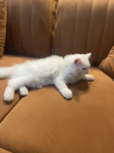 White pure persian female cat