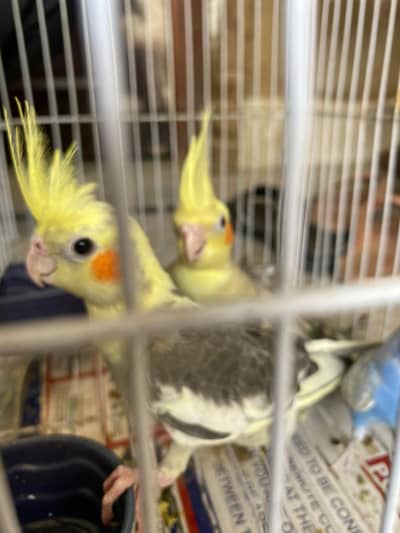 Pied Cocktail Pathy for sell