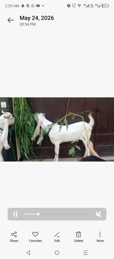2 daant gulabi bakre