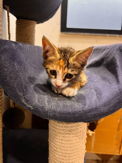 Cute Calico ( Meemee) 4 week old kitten available for adoption