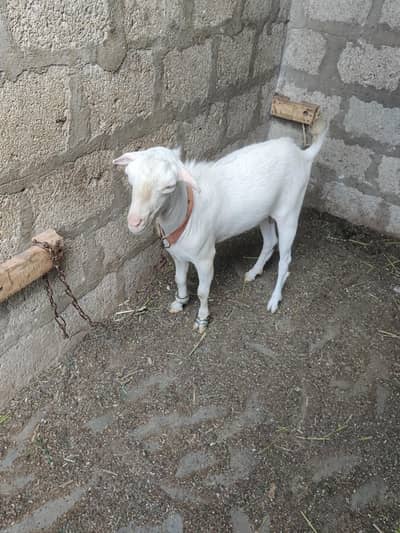 2 Dant teddy Bakra