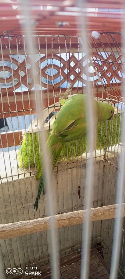 parrot   . gisy karidna Hy wo gldi rabta kry wrna Etna ssta koi o l