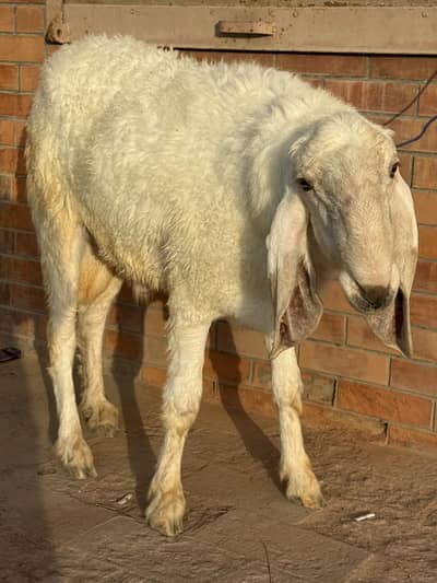 Dumba Larkana Pure White
