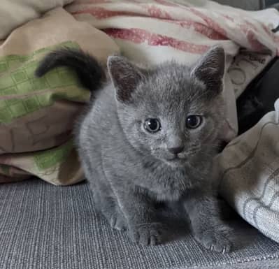British Shorthair