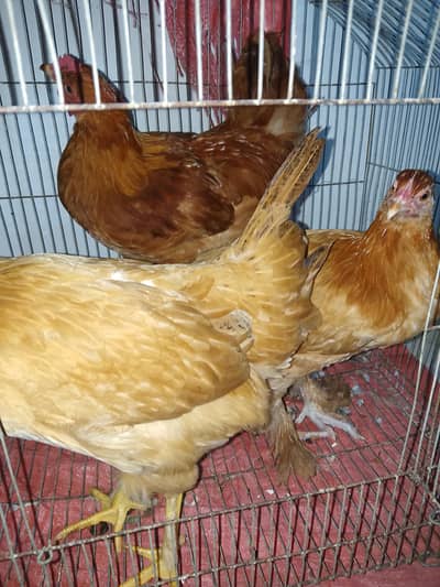 buff cross and golden buff chicks