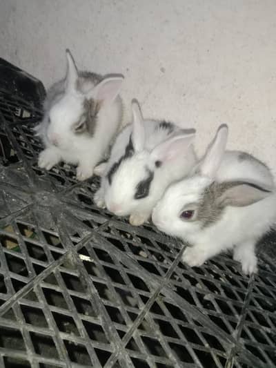 rabbit 3 baby for sale 03224186572