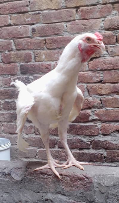 heera aseel white patha 4500 exchang heera madi k sat 3017104771 cL wt
