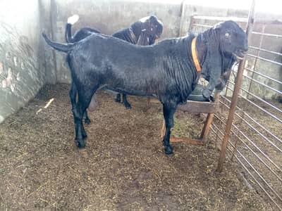 Beetal Andal Bakra 100 KG Plus For Qurbani 2026