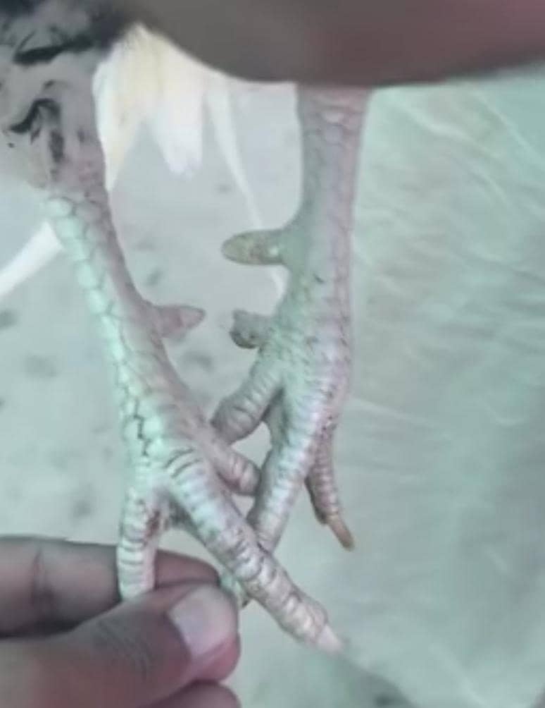Cheena Pair 5