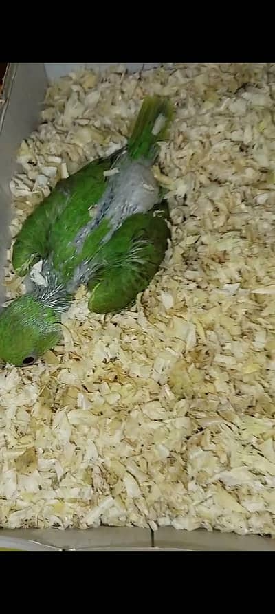 ringnack baby parrot good pice 1 moth sa oper hi ha baby