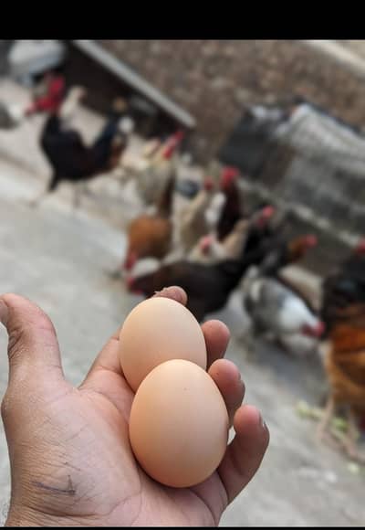 Desi eggs (03444608899)
