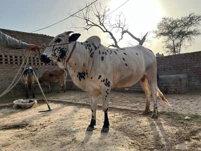 BOHT KHOOBSORT WASHA HA QUBANI KA LIA
