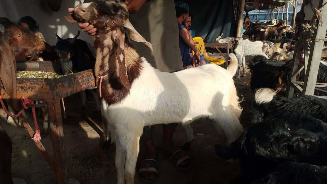2 Daant Bakra 0