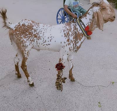 maki cheeni  goat for sale health acvit