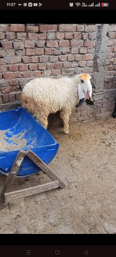 chatra qurbani waly what app num 03236501245